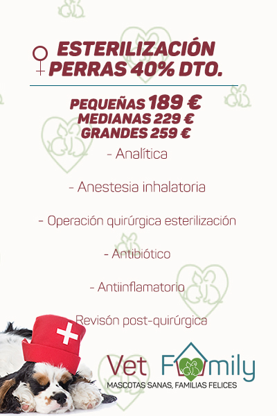 clinica-veterinaria-massanassa-vetfamily-CAMPAÑA DE esterilización-PERRAS