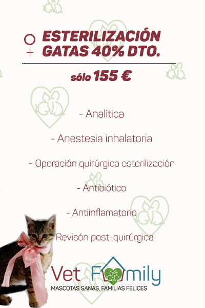 clinica-veterinaria-massanassa-vetfamily-CAMPAÑA DE esterilización-gatas 