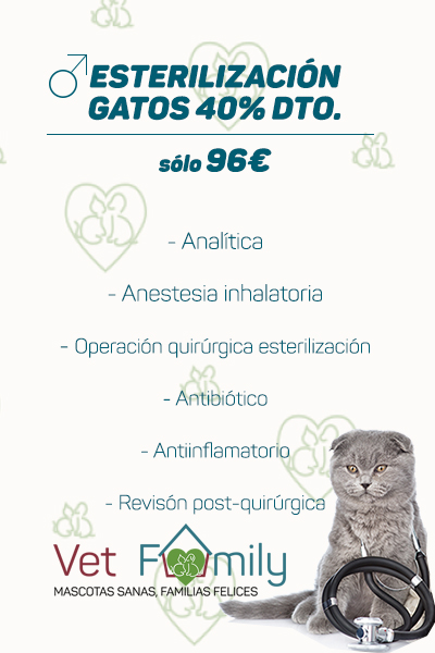 clinica-veterinaria-massanassa-vetfamily-CAMPAÑA DE esterilización-gato