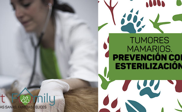 clinica-veterinaria-massanassa-vetfamily-esterilización-perros-gatos-tumores-mamarios