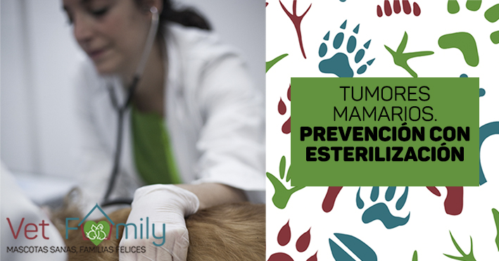 clinica-veterinaria-massanassa-vetfamily-esterilización-perros-gatos-tumores-mamarios