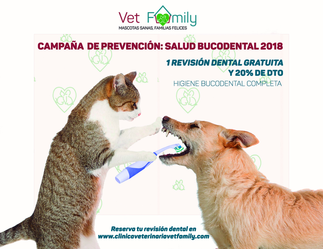 veterinario-campaña-limpieza-dental-perros-gatos